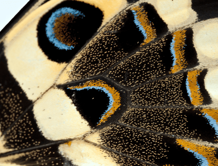 butterfly wings geometric patterns