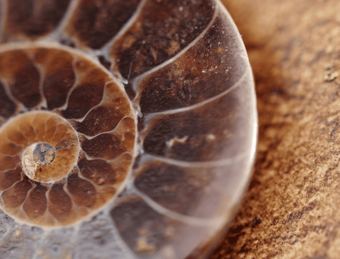 fibonacci sequence in nature - ammonite