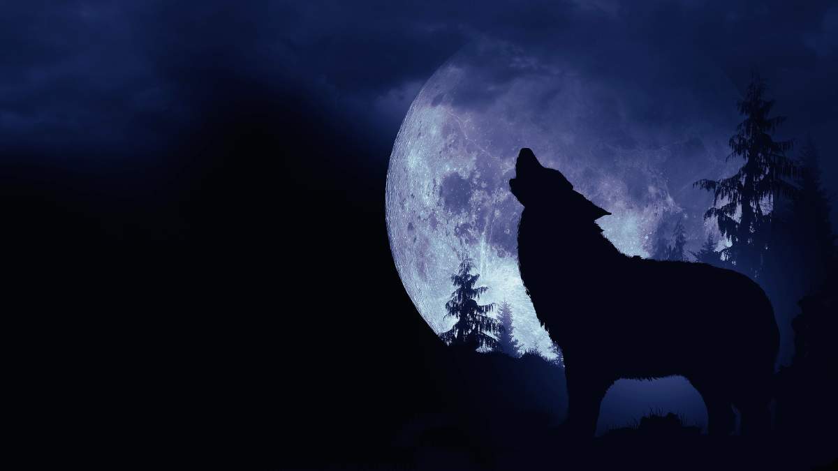 Wolf Moon Wellness Retreat